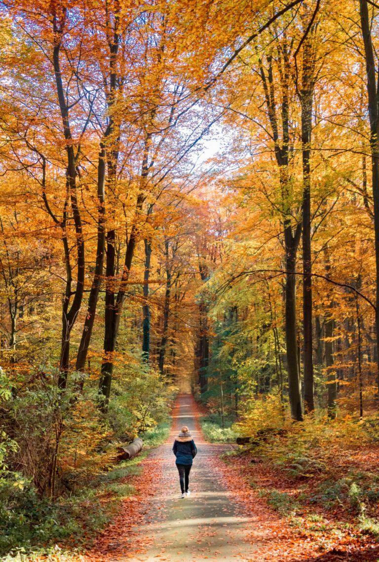 Person går i en skov om efteråret